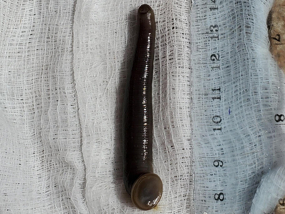Leech